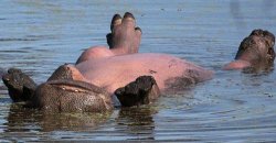 hippo sunning their belly Meme Template