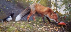 fox magpie and amanita Meme Template