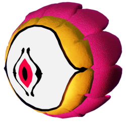 Carnation Meme Template