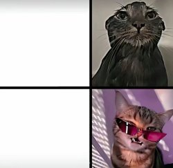 Funny cat Meme Template