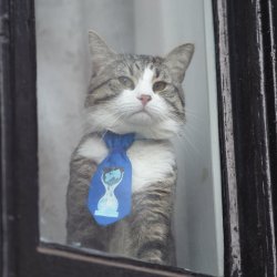 cat peeking window Meme Template