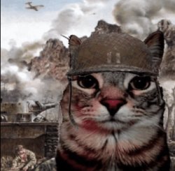 War Cat Meme Template