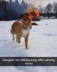 Gangster cat walking away after causing havoc Meme Template