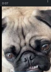 Mad Pug Meme Template