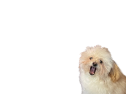 archie wow Meme Template