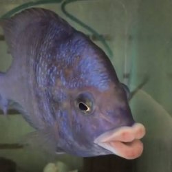 Fish Lips Meme Template