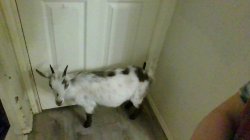 the goat Meme Template