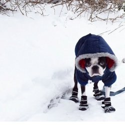 this dog hates winter Meme Template