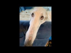 Borzoi dog Meme Template