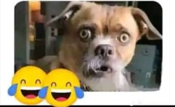 Funny dog Meme Template