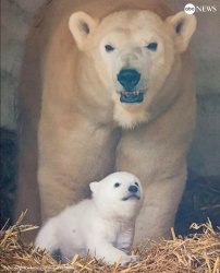 Polar Bears Meme Template