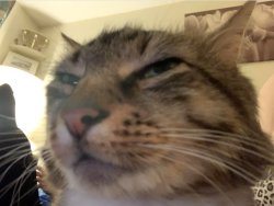 huey the sus mewer Meme Template