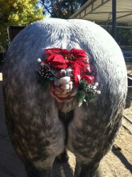 Horse tail bun Christmas decoration Meme Template