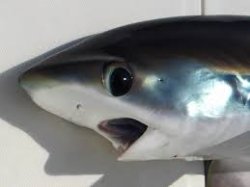 Thresher Shark Pikachu Face Meme Template