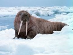 snow walrus Meme Template