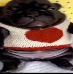 Pibble Meme Template