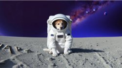 Dog in space Meme Template