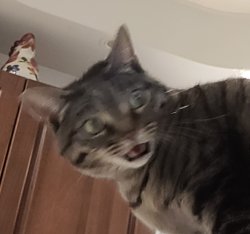 Scared cat Meme Template