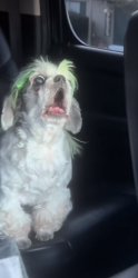 shocked dog Meme Template