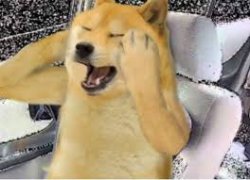 Doge scream Meme Template