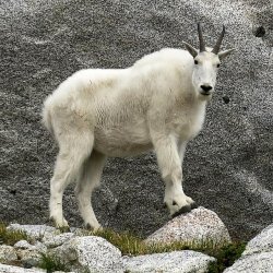 Goat Meme Template
