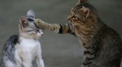 Cat paws Meme Template