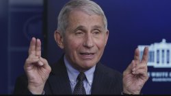 fauci Meme Template