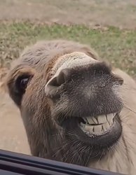 Donkey Smiling Meme Template