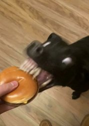 dog glitching Meme Template