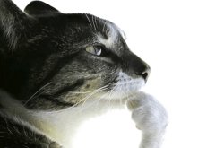 Cat Pondering Cat Meme Meme Template