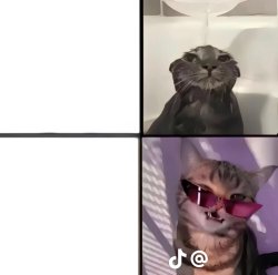 Cool cat with sunglasses Meme Template