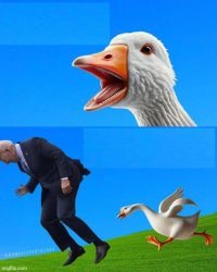 Angry Duck chasing Biden Meme Template