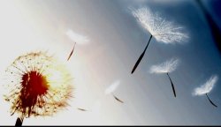 Dandelion puff blowing in the wind... Meme Template