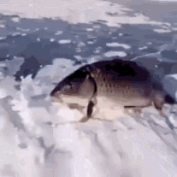 Fish Standing Up Meme Template