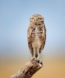 Owl’s Had It Meme Template