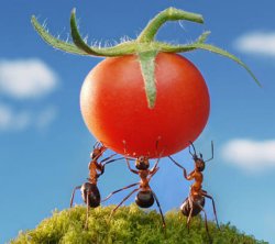 Ant tomato Meme Template