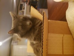 Cat in box Meme Template