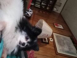Lap Dog Meme Template