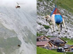 helicopter and cow Air-Lyft Meme Template