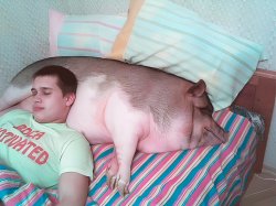 guy sleeping with pig on bed Meme Template