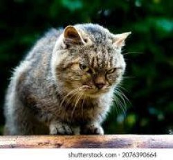 cat meme Meme Template
