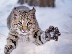 Bobcat Meme Template