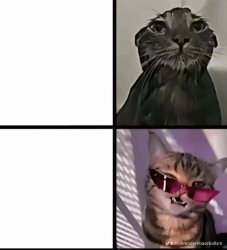 Crazy Crazy cat Meme Template