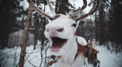 Smiling Reindeer Meme Template