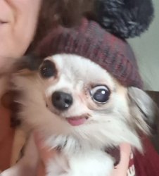 Beautiful Chihuahua Meme Template