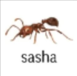 sasha the ant Meme Template