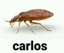 carlos the cockroach Meme Template