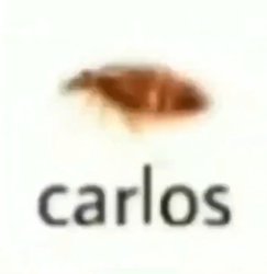 Carlos The Cockroach Meme Template