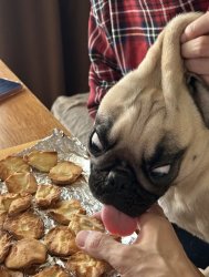 dog licking cookies Meme Template