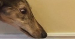 long nose dog Meme Template